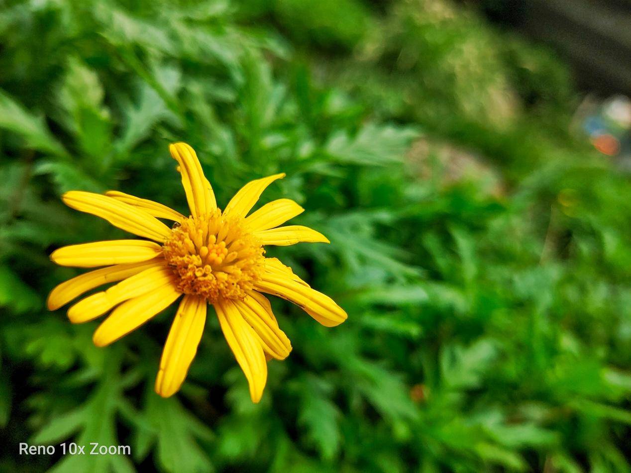 opporeno拍照评测,opporeno拍照表现