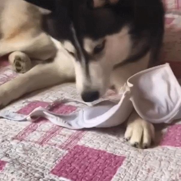 网友出门没带二哈，气得这家伙狂撕主人胸罩：看你下次还敢不敢了