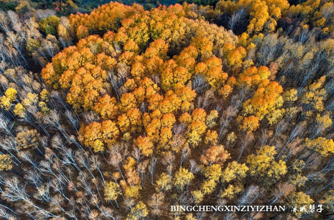 深秋的大兴安岭色彩斑斓,大兴安岭的秋天美景