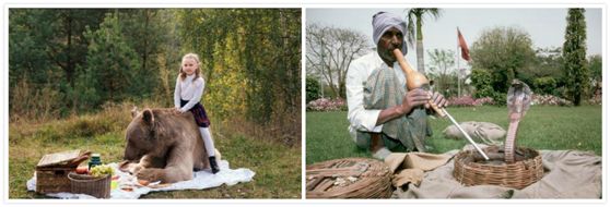 拳击手跟棕熊干架,把棕熊和老虎关起来打架