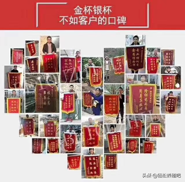 夏季养好鸡才是真本事,养好鸡最重要的四个方法