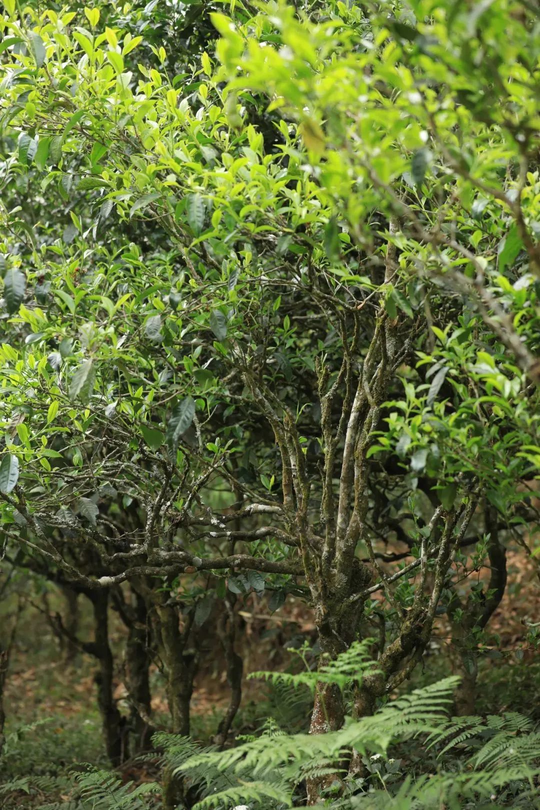 董明珠喝什么茶,勐傣好喝的茶