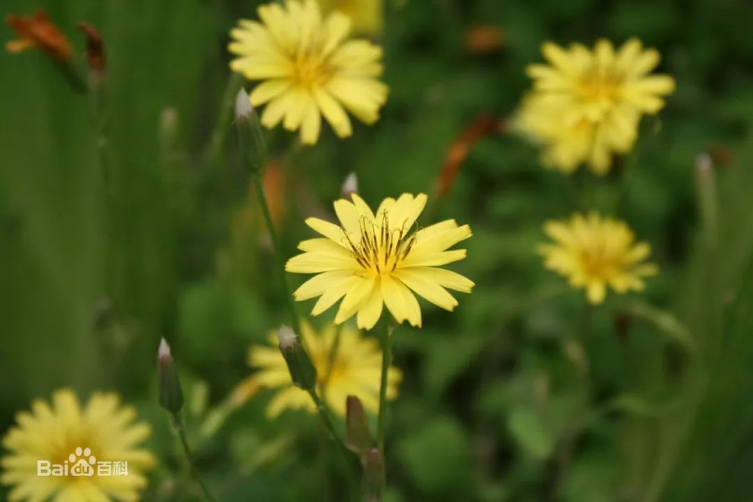 敏感肌选兰蔻小黑瓶还是雅诗兰黛,皮肤有问题可以用的粉底液