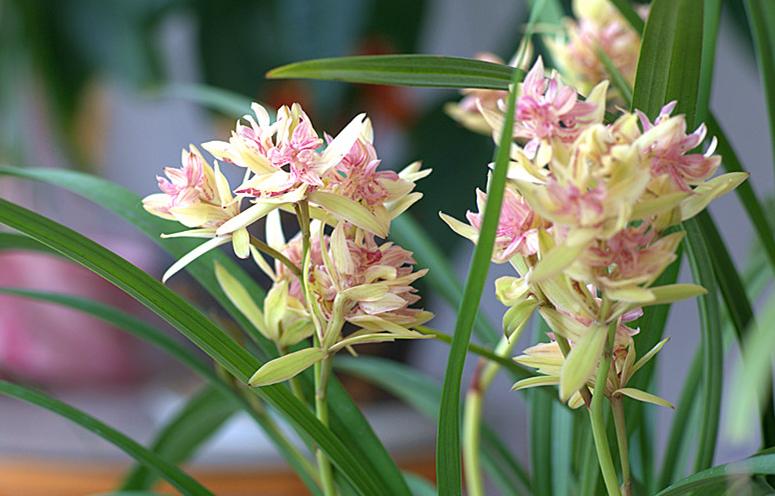 最好养的兰花品种排行榜,奇香兰花品种