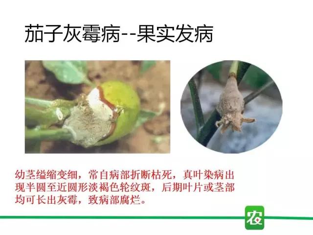 灰霉病视频图片,葡萄灰霉病和草莓灰霉病