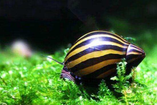 鱼缸放观赏螺好不好,鱼缸观赏螺推荐