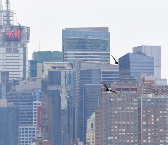 野猪、美洲狮“进城”都不稀奇,它的到来却让无数纽约人毛骨悚然