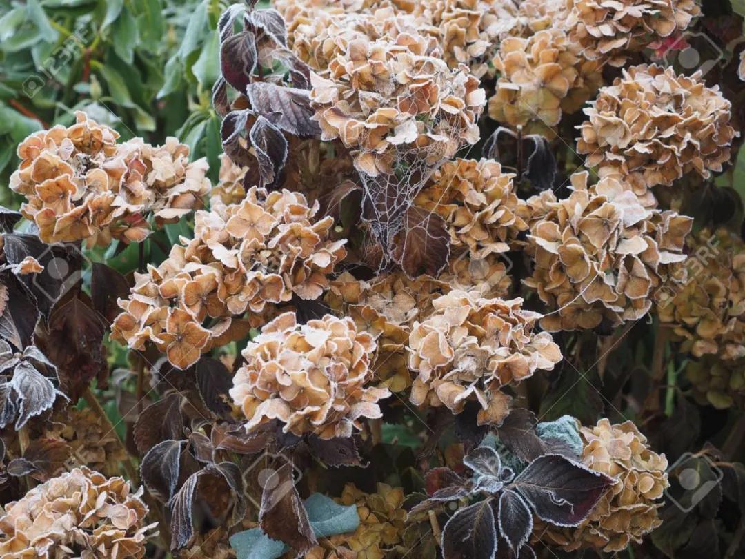 受冻的植物应该怎么拯救,植物受冻后僵苗了怎么办