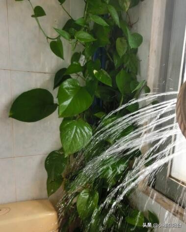 绿萝叶子发黄多久浇次水,绿萝叶子蔫了变软发黑是什么原因