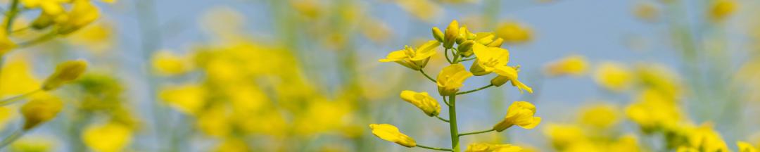 油菜花樱花桃花最受游客关注,春天必打卡的桃花樱花海棠花胜地