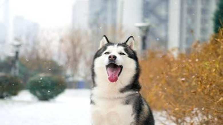 哈士奇掉毛吗有体味吗,哈士奇掉毛排在第几名