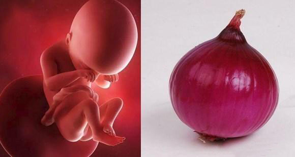 胎儿14个月的10张图片,胎儿1-40周水果对比图