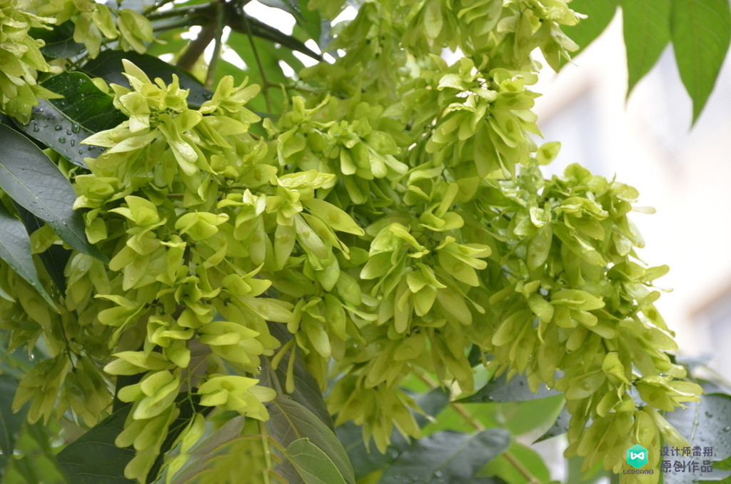 院子适合种的花和设计,庭院设计植物大全