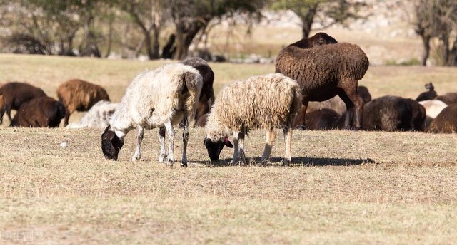 羊脱毛原因有很多，分清原因好治疗