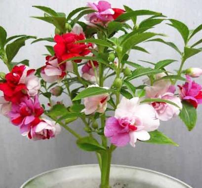 凤仙花怎么养用剪枝吗,凤仙花怎么养才更容易开花