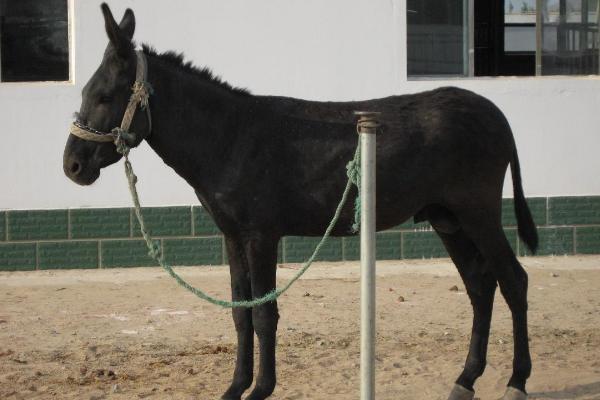 超大体型驴,什么品种的驴最好