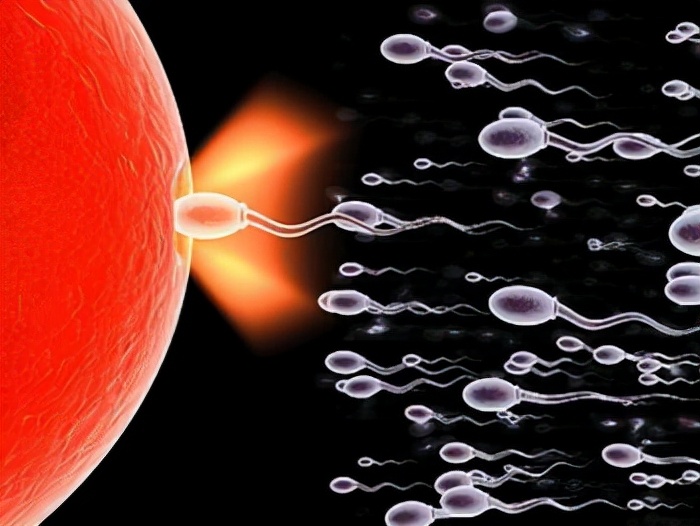 备孕期间需准备哪些药物,备孕需要备哪些药