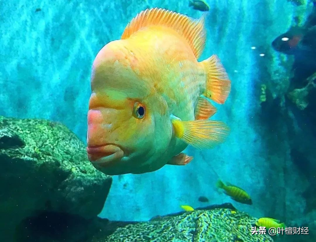 合格投资者认定可以不做吗,合格投资者认定需要投资经验吗