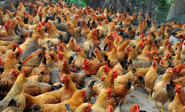 鸡拉血水怎么治疗,鸡拉血怎么治疗最快偏方