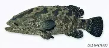 便宜常见海鲜鱼有哪些,各种名贵鱼的种类