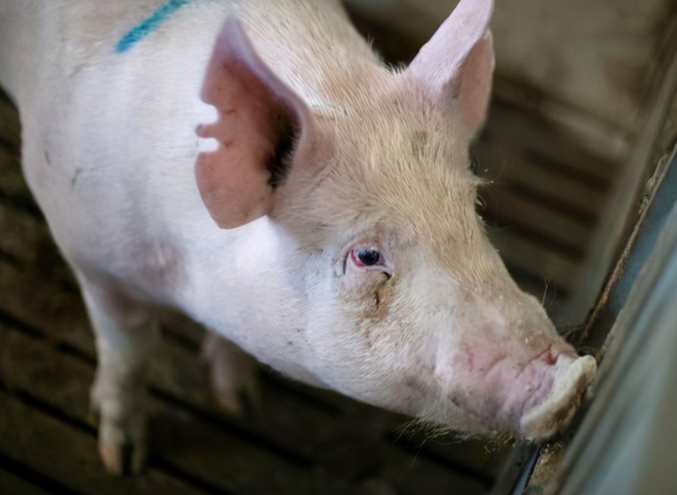 母猪难产的处理方法,母猪难产的原因及解决方法