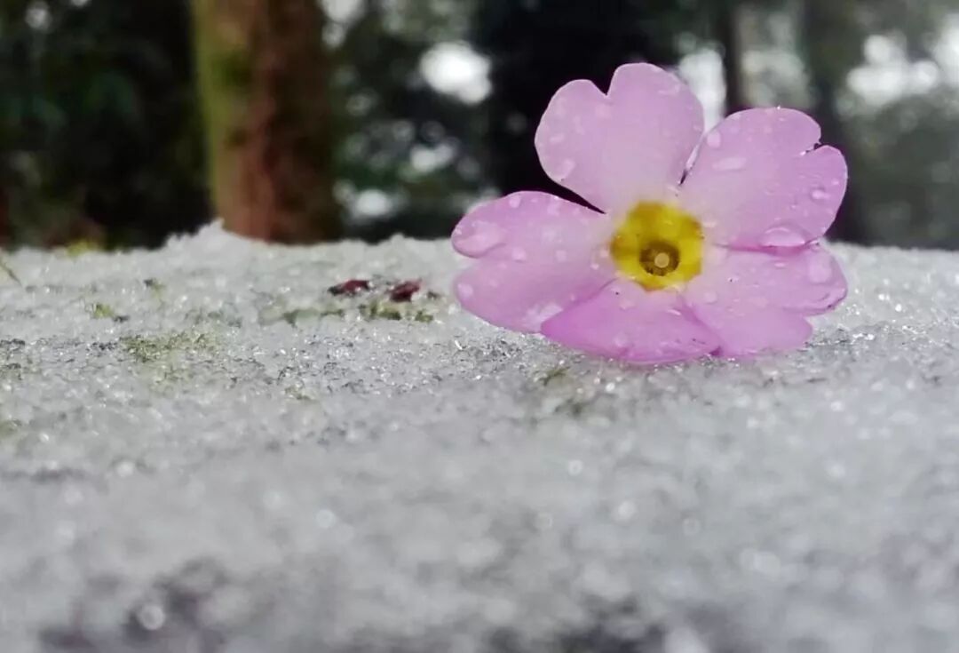 赋词千行,把酒千觥,烟墨流年聊寄仄平中丨薰衣2019诗词集