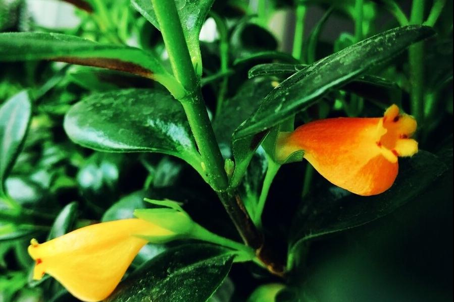 很旺盛的金鱼吊兰怎么不开花呢,水培金鱼吊兰为啥光长叶子不开花