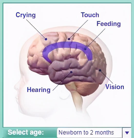 全脑开发早教好吗,早教和全脑开发的区别
