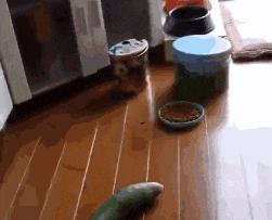 猫猫应激了过后有什么反应,猫猫看到新猫后的应激反应