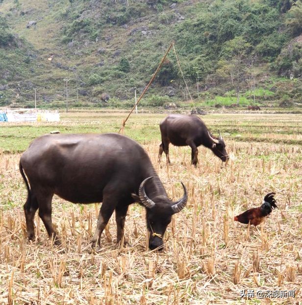 边境小村大莫的蝶变|村里打光棍的小伙少了