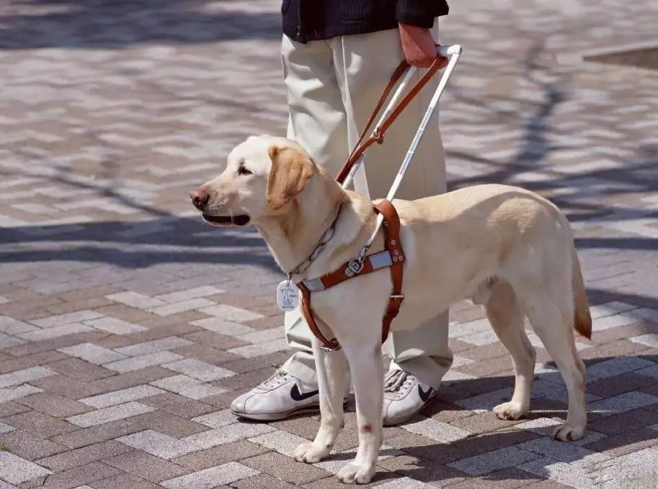 狗狗是色盲吗,狗狗是色盲还是色弱