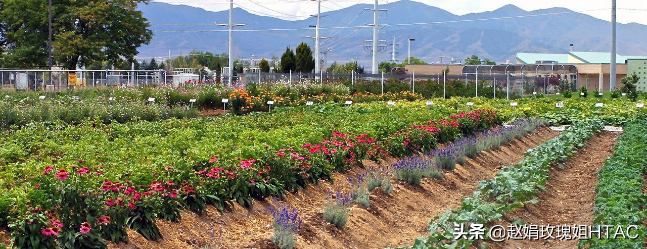 园艺疗法服务方案,园艺疗法治愈案例