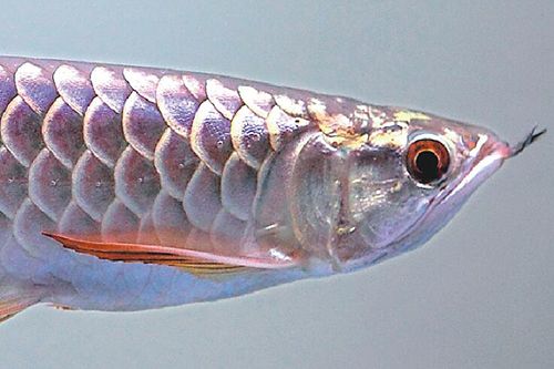 龙鱼体型大的品种,龙鱼挑选