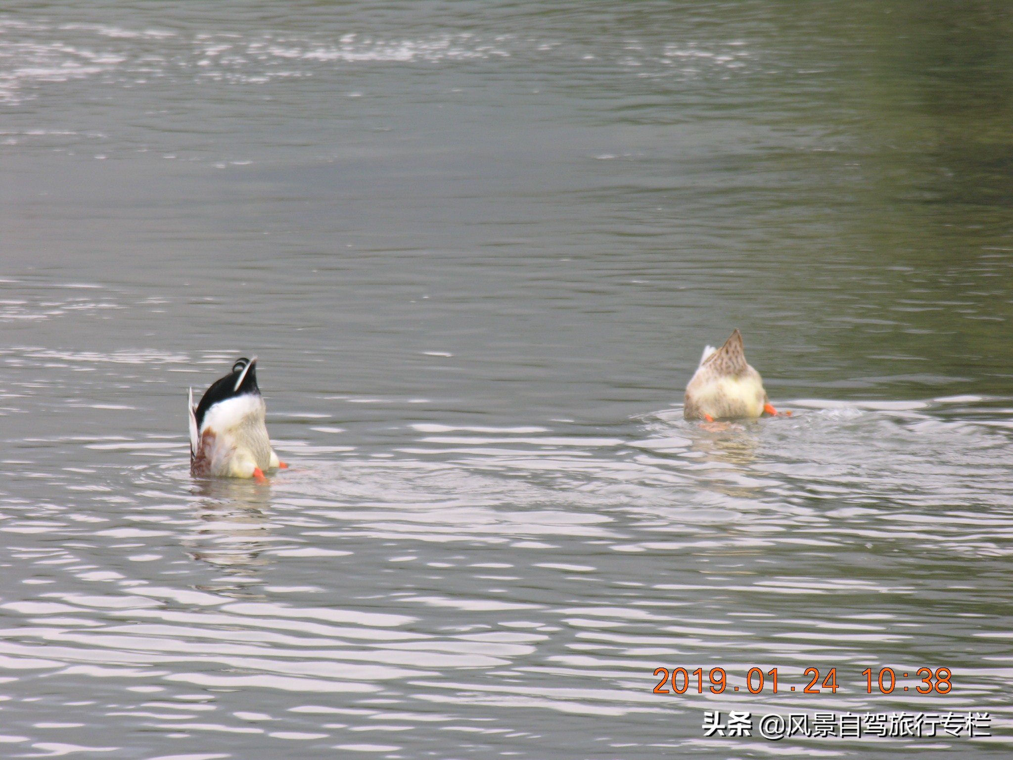 田东棋盘滩景区路好走吗,田东县那拔镇福星村棋盘滩
