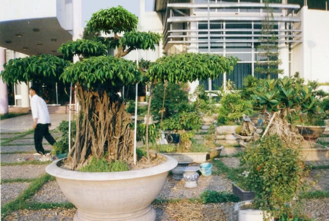 越南大叔创造盆景,越南小伙千万盆景