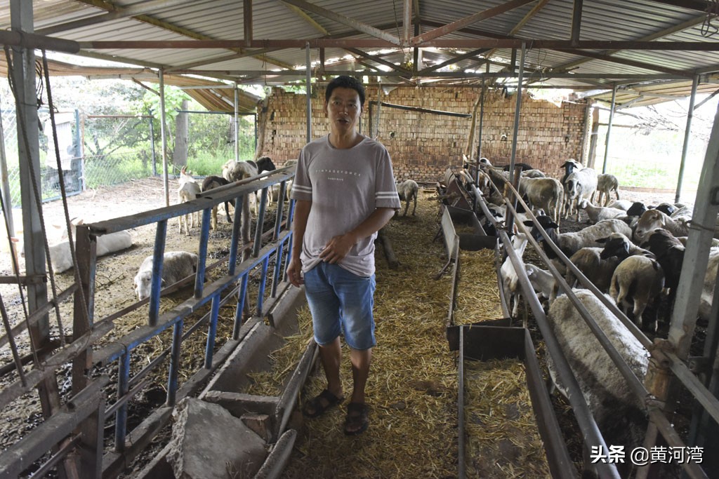 东德放羊狗出售,山西牧羊人养羊收入