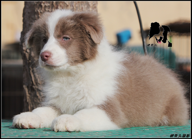 西安边境牧羊犬领养,领养边境牧羊犬幼崽