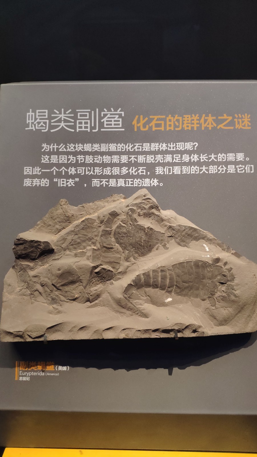 海洋博物馆带孩子游玩攻略,国家海洋博物馆最全攻略来了