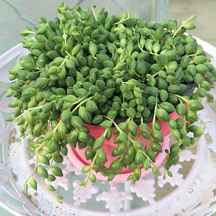 绿萝垂吊正确养法,家庭垂吊植物