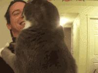 最近很火的一只猫的表情包,用了仓鼠猫表情包的人