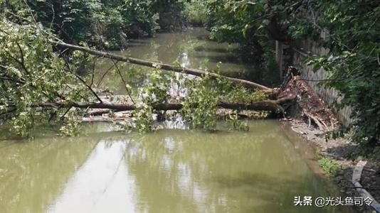 为什么鳗鱼产卵死亡,鳗鱼产卵后死亡被发现了吗