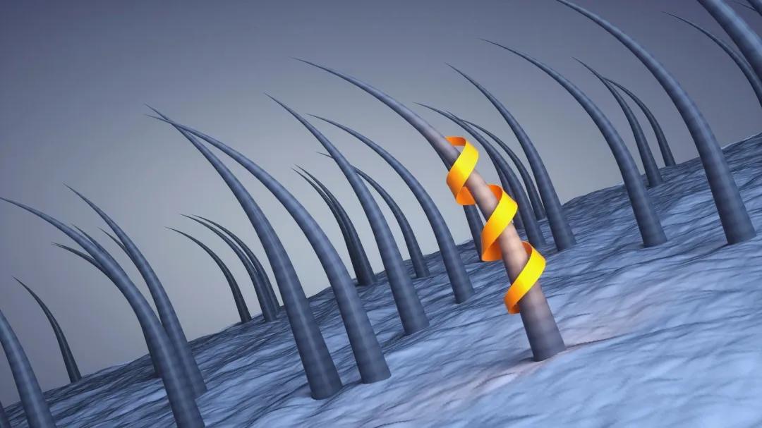 头发大把掉落怎么治疗,如何拯救快掉光的头发