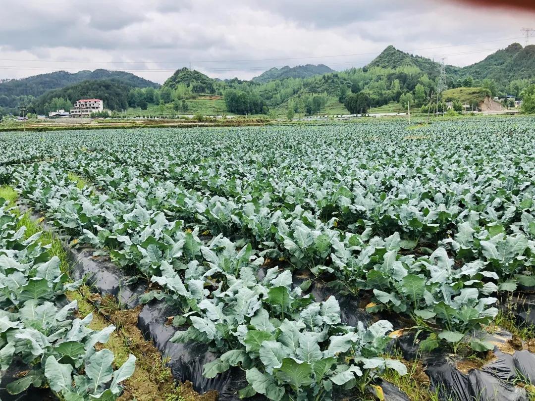 贵州商务厅杨健,贵州商务厅人事名单杨健