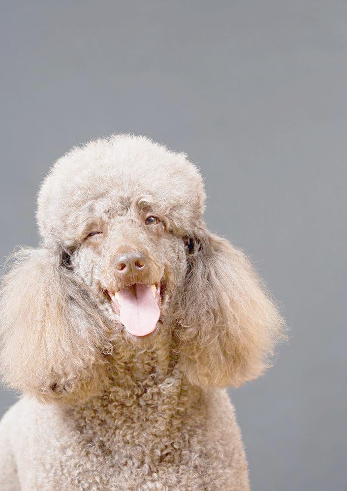 长毛长耳朵宠物狗是什么品种,有点像金毛的小型宠物狗品种