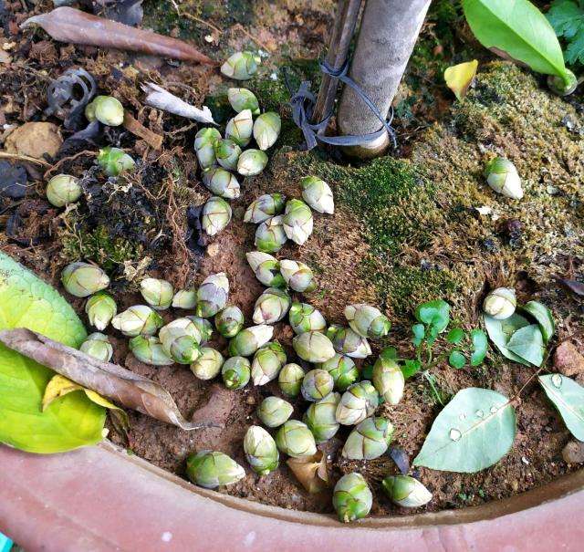 茶花花苞打不开干了怎么办,茶花的花苞打不开怎么办