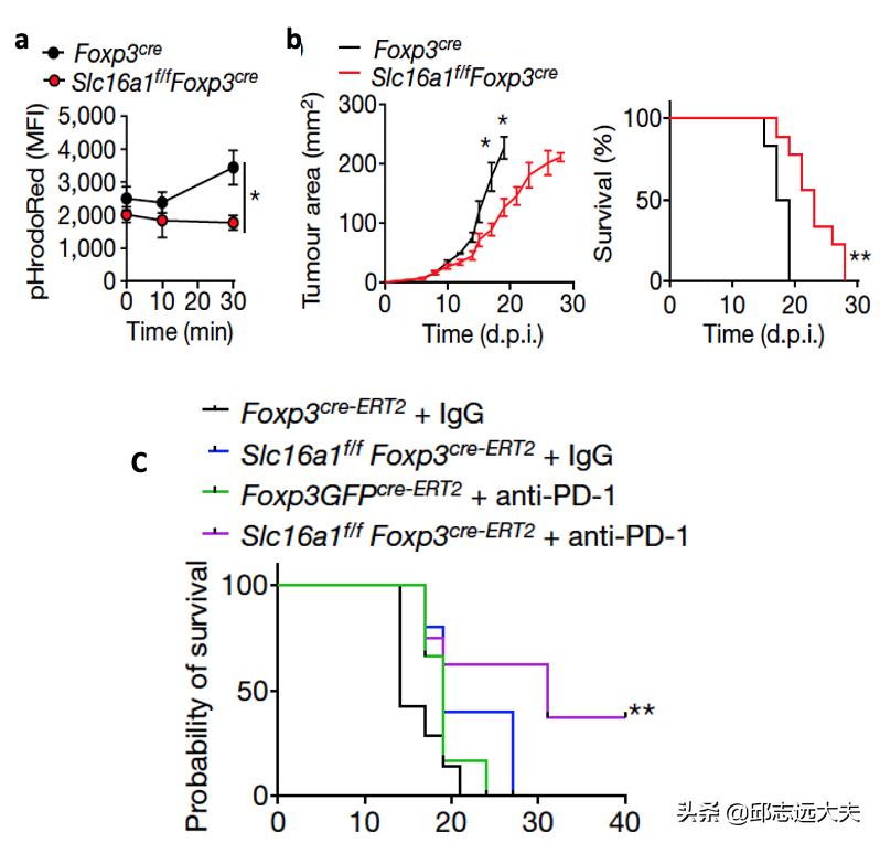 乳酸，肿瘤“贿赂”Treg的“代谢货币”