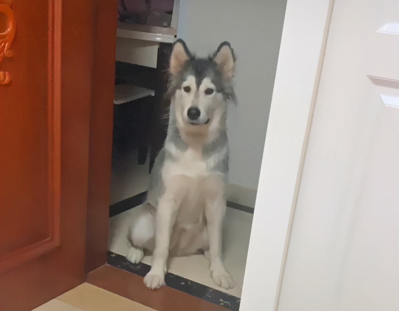 该不该让公狗生宝宝,要不要让小狗生宝宝