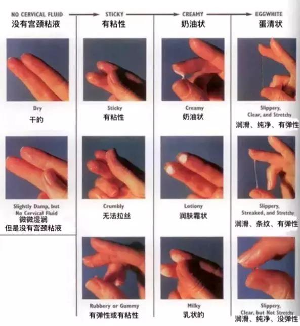 原来一颗卵子和精子谈恋爱,需要千万颗精子当备胎!