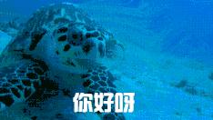 它“避得了邪”，却护不住自己