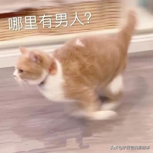 猫咪来大姨妈,猫咪来大姨妈是什么颜色